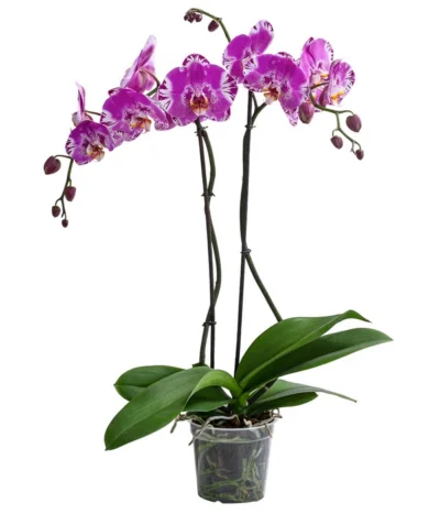 Schmetterlingsorchidee - Phalaenopsis Cultivars 'Victorio'
