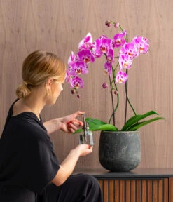 Schmetterlingsorchidee - Phalaenopsis Cultivars 'Victorio' -Haus Pflanzen Welt 8503724 WE MO 001 Phalaenopsis