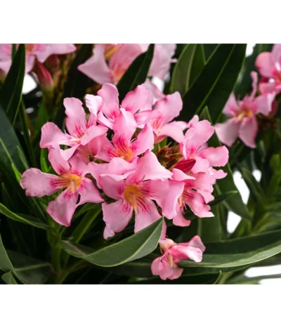 Oleander -Haus Pflanzen Welt 8503831 WE DE 001 NeriumOleanderBuschRosaT22