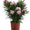 Oleander 1 Oleander -Haus Pflanzen Welt 8503831 WE FS 001 NeriumOleanderBuschRosaT22
