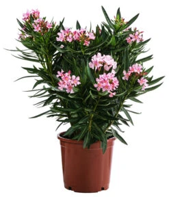 Oleander