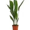 Schusterpalme - Aspidistra Elatior 1 Schusterpalme - Aspidistra Elatior -Haus Pflanzen Welt 8504326 PR FS 001 SchusterpalmeAspidistraElatiorT17DehnerExpressHerzig