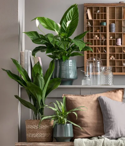 Schusterpalme - Aspidistra Elatior 6 Schusterpalme - Aspidistra Elatior -Haus Pflanzen Welt 8504326 WE MO 001 Schusterpalme