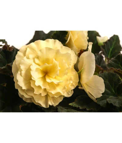 Hängebegonie 'Champagner' -Haus Pflanzen Welt 8504383 WE DE 001 HaengebegonieChampagnerT23