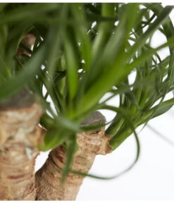 Elefantenfuß - Beaucarnea Recurvata, Verzweigt -Haus Pflanzen Welt 8504631 PR DE 001 ElefantenfussBeaucarneaVerzweigtT19DehnerExpressZS