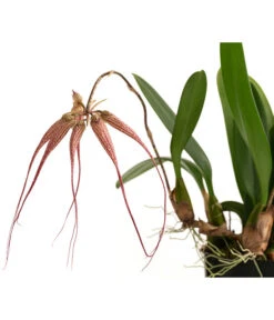 Orchidee - Bulbophyllum 'Elizabeth Ann' -Haus Pflanzen Welt 8506230 WE DE 001 BulbophyllumT12