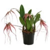 Orchidee - Bulbophyllum 'Elizabeth Ann' -Haus Pflanzen Welt 8506230 WE FS 001 BulbophyllumT12
