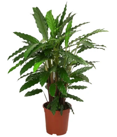 Korbmarante - Calathea 'Tropistar'