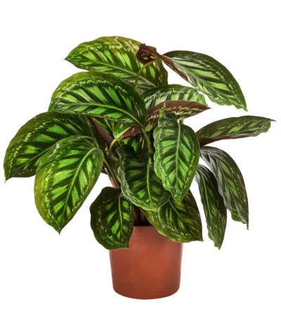 Korbmarante - Calathea Roseopicta 'Flamestar'