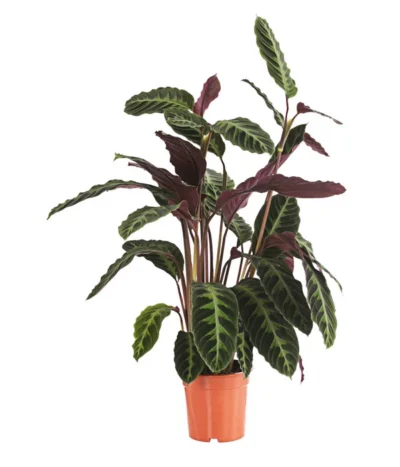 Korbmarante - Calathea Warscewiczii
