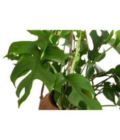 Kokodama-Ampel Fensterblatt - Monstera Minima -Haus Pflanzen Welt 8508475 WE DE 001 KokodamaMonsteraMinimaT17DehnerExpressHerzig