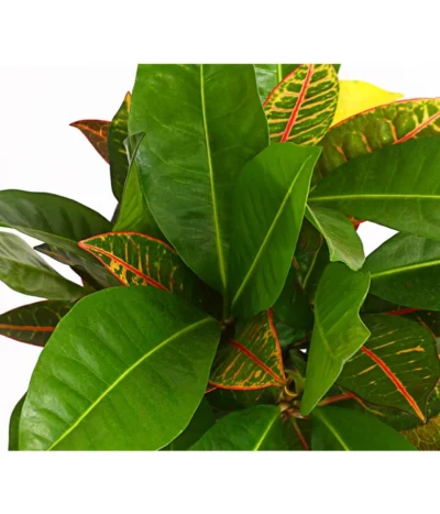 Wunderstrauch - Codiaeum Variegatum 'Banana' -Haus Pflanzen Welt 8508822 PR DE 001 CrotonCodiaeumBananaMixT17DehnerExpressHerzig