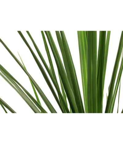 Keulenlilie - Cordyline Indivisa -Haus Pflanzen Welt 8508889 WE DE 001 CordylineIndivisaT20KeulenlilieDehnerExpressHerzig