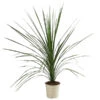 Keulenlilie - Cordyline Indivisa 2 Keulenlilie - Cordyline Indivisa -Haus Pflanzen Welt 8508889 WE FS 001 CordylineIndivisaT20KeulenlilieDehnerExpressHerzig