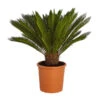 Sagopalmfarn - Cycas Revoluta -Haus Pflanzen Welt 8509366 PR FS 001 CycasRevolutaDehnerExpressZS