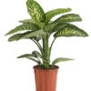 Dieffenbachie - Dieffenbachia Amoena 'Reeva' -Haus Pflanzen Welt 8509937 WE FS 001 DieffenbachieDieffenbachiaAmoenaTropicSnowT24DehnerExpressHerzig