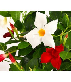 Dipladenien-Duo Im Blumenkasten 5 Dipladenien-Duo Im Blumenkasten -Haus Pflanzen Welt 8509986 PR DE 001 DipladeniaTwinKasten40DehnerExpressHerzig