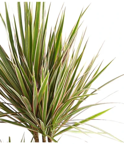 Drachenbaum - Dracaena Marginata 'Bicolor' -Haus Pflanzen Welt 8510406 WE DE 001 DrachenbaumDracaenaMarginataBicolor3erTuffT21DehnerExpressHerzig