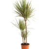 Drachenbaum - Dracaena Marginata 'Bicolor' -Haus Pflanzen Welt 8510406 WE FS 001 DrachenbaumDracaenaMarginataBicolor3erTuffT21