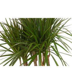 Drachenbaum - Dracaena Marginata, Karussell -Haus Pflanzen Welt 8510992 8272809 WE DE 001 DrachenbaumDracaenaMarginataKarusellT29T26DehnerExpressHerzig