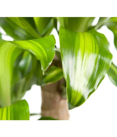 Drachenbaum - Dracaena Fragrans 'Massangeana' -Haus Pflanzen Welt 8511214 BildD 001 DrachenbaumMassangeanaDracaenaMassangeana3T