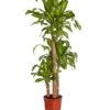 Drachenbaum - Dracaena Fragrans 'Massangeana' 1 Drachenbaum - Dracaena Fragrans 'Massangeana' -Haus Pflanzen Welt 8511214 PR FS 001 DracaenaFragansMassangeana3erTuffT24DehnerExpressZS