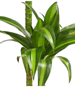 Drachenbaum - Dracaena Fragrans 'Hawaiian Sunshine' -Haus Pflanzen Welt 8511545 WE DE 001 DrachenbaumDracaenaMassangianaHawaiinSunshineT19OWDehnerExpressHerzig