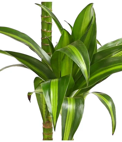 Drachenbaum - Dracaena Fragrans 'Hawaiian Sunshine' -Haus Pflanzen Welt 8511545 WE DE 001 DrachenbaumDracaenaMassangianaHawaiinSunshineT19OWDehnerExpressHerzig