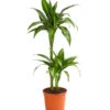 Drachenbaum - Dracaena Fragrans 'Hawaiian Sunshine' 2 Drachenbaum - Dracaena Fragrans 'Hawaiian Sunshine' -Haus Pflanzen Welt 8511545 WE FS 001 DrachenbaumDracaenaMassangianaHawaiinSunshineT19DehnerExpressHerzig