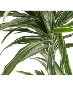 Drachenbaum - Dracaena Deremensis 'White Stripe' 9 Drachenbaum - Dracaena Deremensis 'White Stripe' -Haus Pflanzen Welt 8511560 WE DE 001 DrachenbaumDracaenaDeremensisWhiteStripesT27DehnerExpressHerzig 1