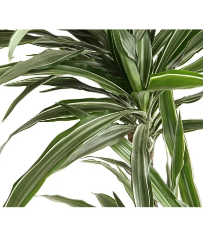 Drachenbaum - Dracaena Deremensis 'White Stripe' -Haus Pflanzen Welt 8511560 WE DE 001 DrachenbaumDracaenaDeremensisWhiteStripesT27DehnerExpressHerzig 1