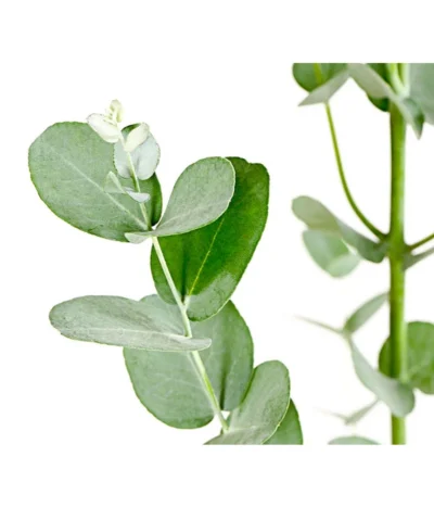 Mostgummi-Eukalyptus 'Azura' 5 Mostgummi-Eukalyptus 'Azura' -Haus Pflanzen Welt 8512220 PR DE 001 EucalyptusGunniAzuraT17DehnerExpressHerzig