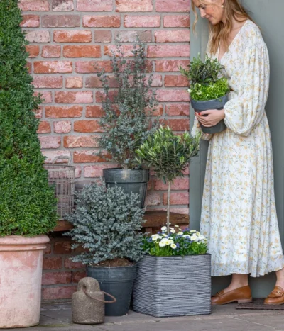 Vergissmeinnicht 'Myomark' 16 Vergissmeinnicht 'Myomark' -Haus Pflanzen Welt 8512238 WE MO 001 EukylaptusOlive