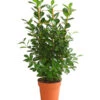Lorbeer-Feige - Ficus Microcarpa 'Moclame', Spalier -Haus Pflanzen Welt 8515926 WE FS 001 FicusMoclameSpalierT24DehnerExpressHerzig