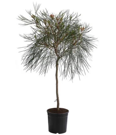 Australische Silbereiche 'Johnson's'