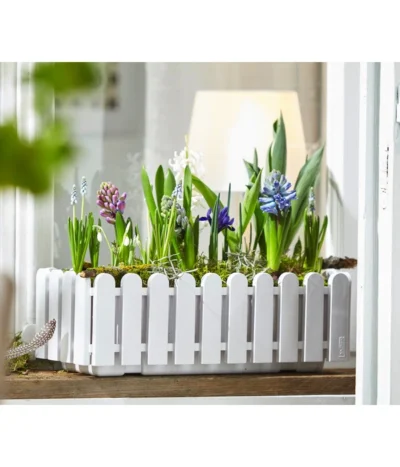 Netzblatt-Iris 'Harmony' -Haus Pflanzen Welt 8517187 WE MO 002 HyazintheHyazinthus1erSchneegloeckchenGalanthusElwesiiTraubenhyazintheMuscariArmeniacumIrisReticulata