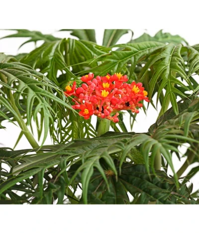 Korallenbaum - Jatropha Multifida -Haus Pflanzen Welt 8517443 WE DE 001 KorallenbaumPurgiernussJatrophaMultifidaT17DehnerExpressHerzig