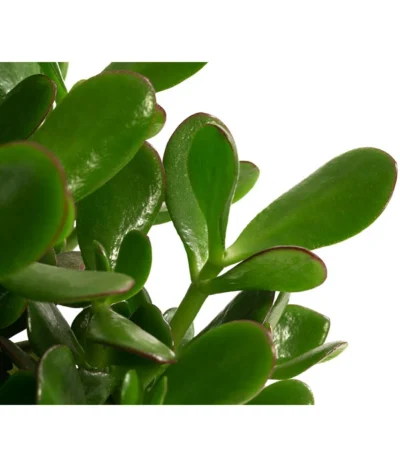 Dickblatt - Crassula Cultivars, Verschiedene Sorten 16 Dickblatt - Crassula Cultivars, Verschiedene Sorten -Haus Pflanzen Welt 8517757 WE DE 002 CrassulaMixT23