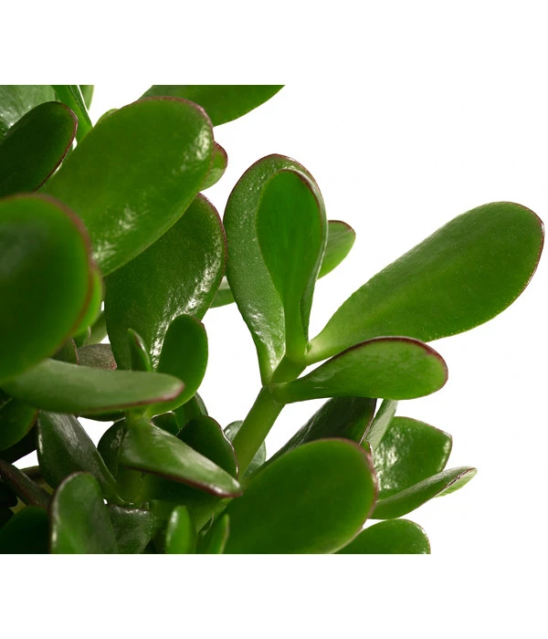 Dickblatt - Crassula Cultivars, Verschiedene Sorten 9 Dickblatt - Crassula Cultivars, Verschiedene Sorten – Bild 7