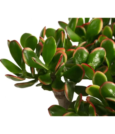 Dickblatt - Crassula Cultivars, Verschiedene Sorten 17 Dickblatt - Crassula Cultivars, Verschiedene Sorten -Haus Pflanzen Welt 8517757 WE DE 003 CrassulaMixT23