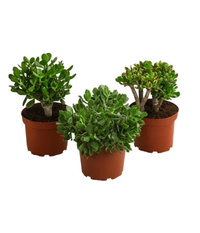Dickblatt - Crassula Cultivars, Verschiedene Sorten 13 Dickblatt - Crassula Cultivars, Verschiedene Sorten -Haus Pflanzen Welt 8517757 WE FS 004 CrassulaMixT23