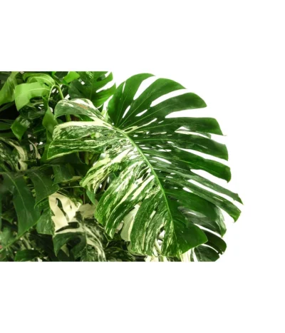 XXL Fensterblatt - Monstera Deliciosa 'Variegata', Ca. 180-220 Cm 9 XXL Fensterblatt - Monstera Deliciosa 'Variegata', Ca. 180-220 Cm -Haus Pflanzen Welt 8519399 WE DE 001 MonsteraVariegataT40DehnerExpressHerzig
