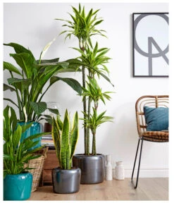 Air So Pure® Einblatt - Spathiphyllum Wallisii 'Sensation' 9 Air So Pure® Einblatt - Spathiphyllum Wallisii 'Sensation' -Haus Pflanzen Welt 8528184 8705881 8220550 8267775 PR MO 002 DrachenbaumDracaenaEinblattBogenhanfSauer