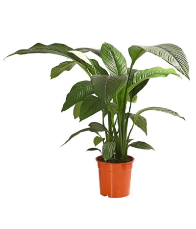 Air So Pure® Einblatt - Spathiphyllum Wallisii 'Sensation'