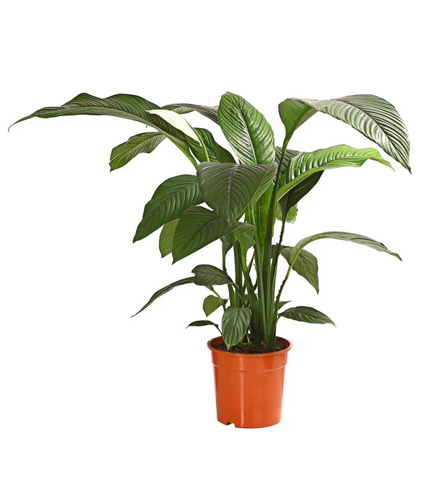 Air So Pure® Einblatt - Spathiphyllum Wallisii 'Sensation' 3 Air So Pure® Einblatt - Spathiphyllum Wallisii 'Sensation'