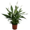 Einblatt - Spathiphyllum 'Silver Cupido' -Haus Pflanzen Welt 8528259 WE FS 001 EinblattSilverCupidoT17