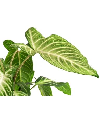 Goldnarbe - Xanthosoma Lindenii 'Angel Wings' 11 Goldnarbe - Xanthosoma Lindenii 'Angel Wings' -Haus Pflanzen Welt 8532079 WE DE 001 XanthosomaLindeniiT14Xanthosoma