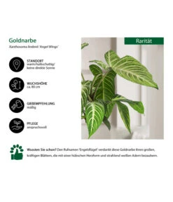 Goldnarbe - Xanthosoma Lindenii 'Angel Wings' -Haus Pflanzen Welt 8532079 WE IG 001 GoldnarbeAngelWings