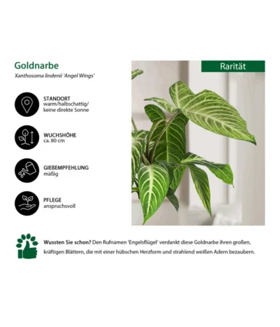 Goldnarbe - Xanthosoma Lindenii 'Angel Wings' 10 Goldnarbe - Xanthosoma Lindenii 'Angel Wings' -Haus Pflanzen Welt 8532079 WE IG 001 GoldnarbeAngelWings