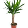 Yucca-Palme - Yucca Elephantipes 'Maya-Tree' -Haus Pflanzen Welt 8532509 WE FS 001 YuccaMayaTreeT19